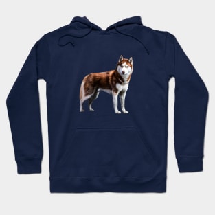 Siberian Husky Red Husky Wolf Dog Hoodie